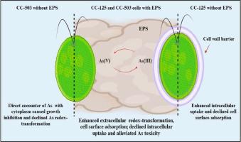 Roles of extracellular polymeric substances in arsenic accumulation and detoxification by cell wall intact and mutant strains of Chlamydomonas reinhardtii