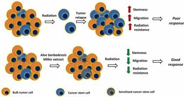 Aloe vera Alters Periostin Expression, Abolishes EMT Phenotype, and Sensitises Cells to Radiation in Conjunction With Atorvastatin in Cervical Cancer