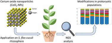 Impact of CeO2 nanoparticles on the microbiota of the S. flos-cuculi L. (Caryophyllaceae) rhizosphere†