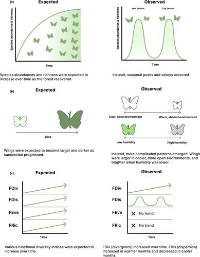 Succession and seasonality drive tropical butterfly assembly after an extreme hurricane