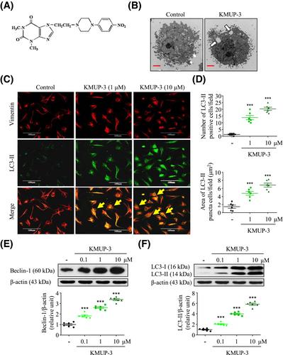 Optimizing myocardial cell protection with xanthine derivative KMUP-3 potentiates autophagy through the PI3K/Akt/eNOS axis