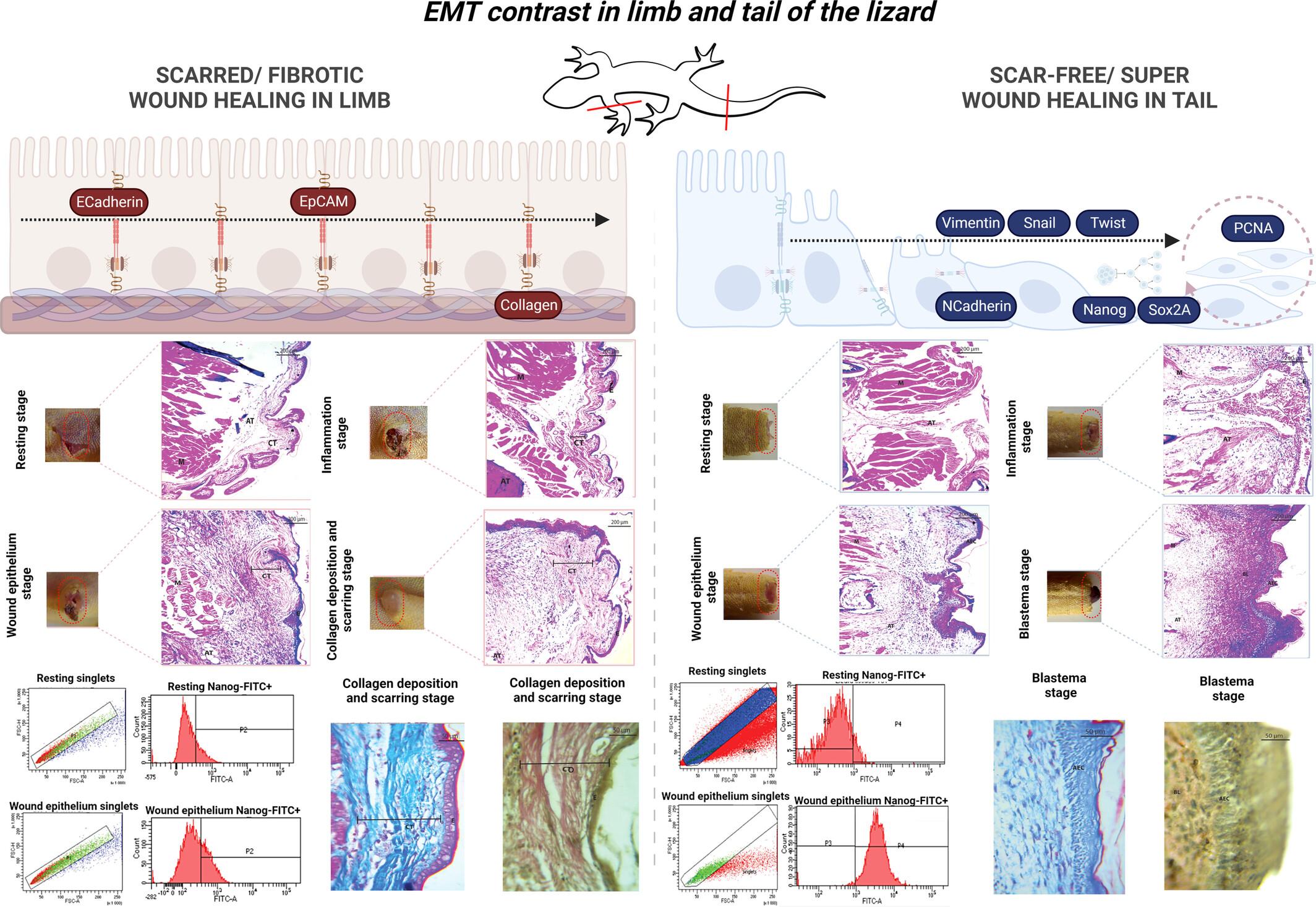 Epithelial–mesenchymal transition contrast in the amputated tail and limb of the northern house gecko, Hemidactylus flaviviridis