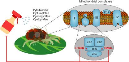 A novel target-site mutation (H146Q) outside the ubiquinone binding site of succinate dehydrogenase confers high levels of resistance to cyflumetofen and pyflubumide in Tetranychus urticae