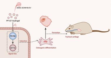 Pluronic F127 hydrogel-loaded extracellular vesicles from adipose-derived mesenchymal stem cells promote tracheal cartilage regeneration via SCNN1B delivery