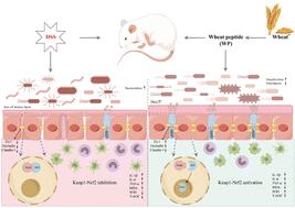 Wheat peptide alleviates DSS-induced colitis by activating the Keap1–Nrf2 signaling pathway and maintaining the integrity of the gut barrier†