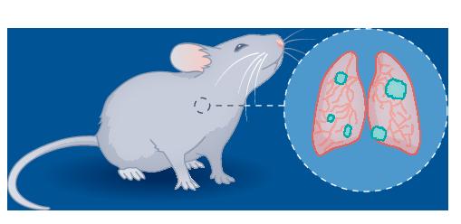 Small extracellular vesicles from the infarcted heart can promote tumour growth