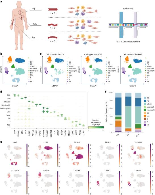 Strategies for arterial graft optimization at the single-cell level