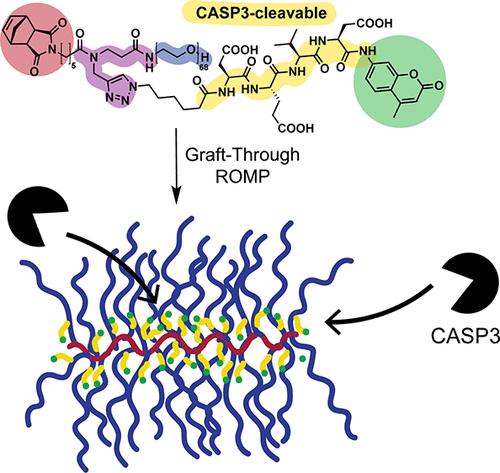 Caspase-3-Responsive, Fluorogenic Bivalent Bottlebrush Polymers