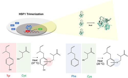 Intermolecular Interactions between Cysteine and Aromatic Amino Acids with a Phenyl Moiety in the DNA-Binding Domain of Heat Shock Factor 1 Regulate Thermal Stress-Induced Trimerization