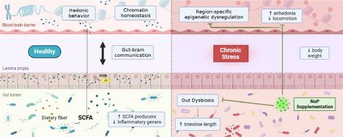 Sodium propionate oral supplementation ameliorates depressive-like behavior through gut microbiome and histone 3 epigenetic regulation