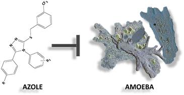 Azole-based compounds as potential anti-Acanthamoeba agents†