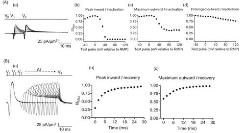 Loose patch clamp membrane current measurements in cornus ammonis 1 neurons in murine hippocampal slices