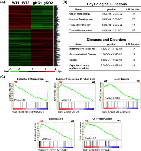 Colonic crypt stem cell functions are controlled by tight junction protein claudin-7 through Notch/Hippo signaling