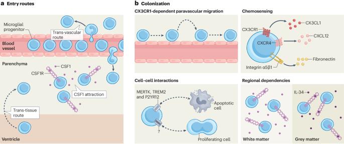 The molecular determinants of microglial developmental dynamics