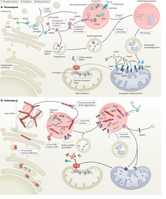 Key genes and convergent pathogenic mechanisms in Parkinson disease