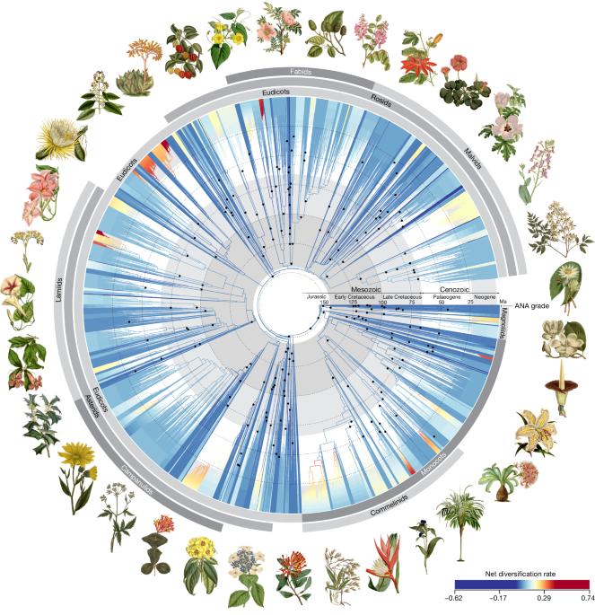 Phylogenomics and the rise of the angiosperms