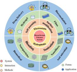 Bridging the gap: An investigation of biosurfactants-polymer systems