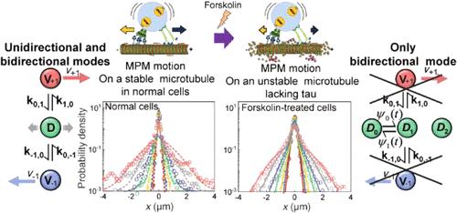 Real-Time Tracking of Vesicles in Living Cells Reveals That Tau-Hyperphosphorylation Suppresses Unidirectional Transport by Motor Proteins