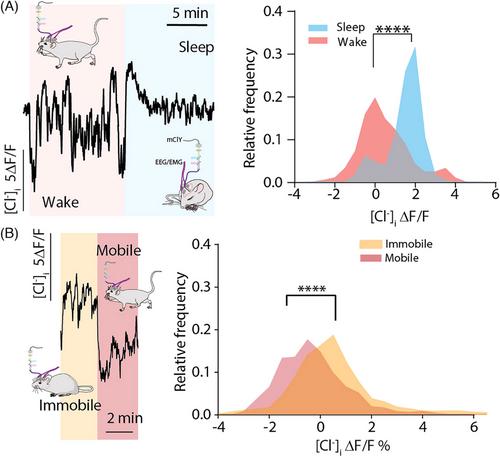 How astrocytic chloride modulates brain states