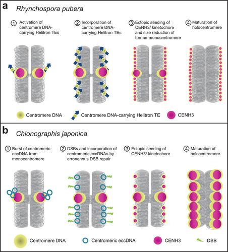 Centromere diversity: How different repeat-based holocentromeres may have evolved