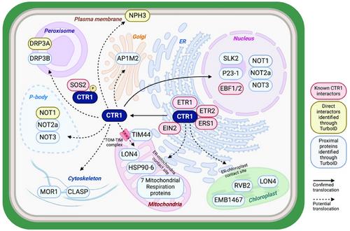 Subcellular dynamics of ethylene signaling drive plant plasticity to growth and stress