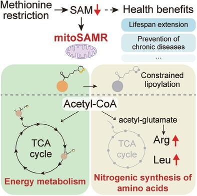 The role of lipoylation in mitochondrial adaptation to methionine restriction