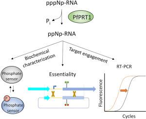 Plasmodium RNA triphosphatase validation as antimalarial target