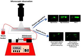 Evaluating thrombosis risk and patient-specific treatment strategy using an atherothrombosis-on-chip model†