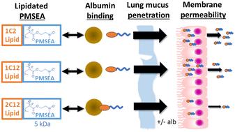 Lipid sulfoxide polymers as potential inhalable drug delivery platforms with differential albumin binding affinity†