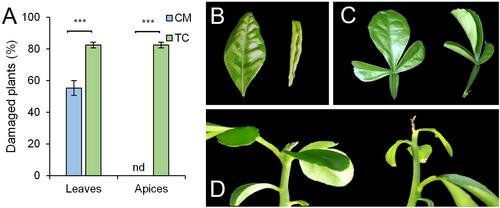 Proline accumulation and antioxidant response are crucial for citrus tolerance to UV-B light-induced stress