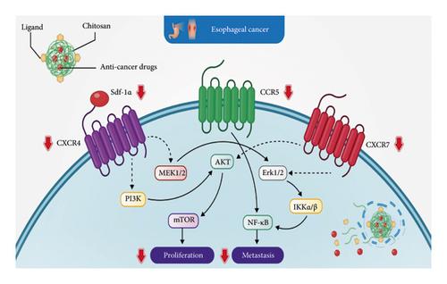 Chitosan and Its Derivative-Based Nanoparticles in Gastrointestinal Cancers: Molecular Mechanisms of Action and Promising Anticancer Strategies