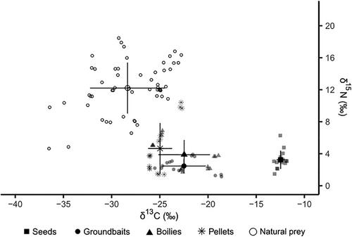 Angling bait consumption and stable isotope niche of two cyprinids in different lake fisheries