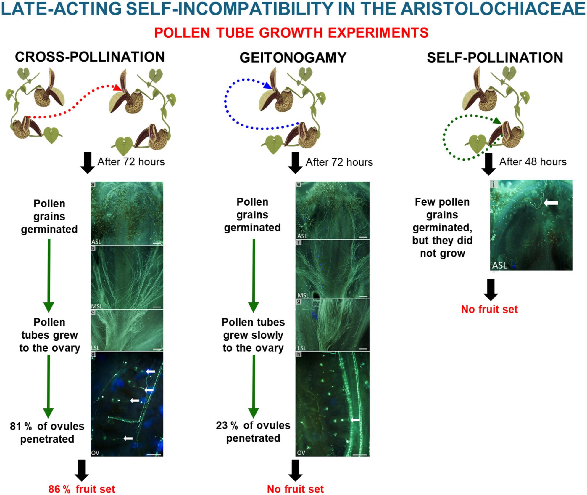 First evidence of late-acting self-incompatibility in the Aristolochiaceae