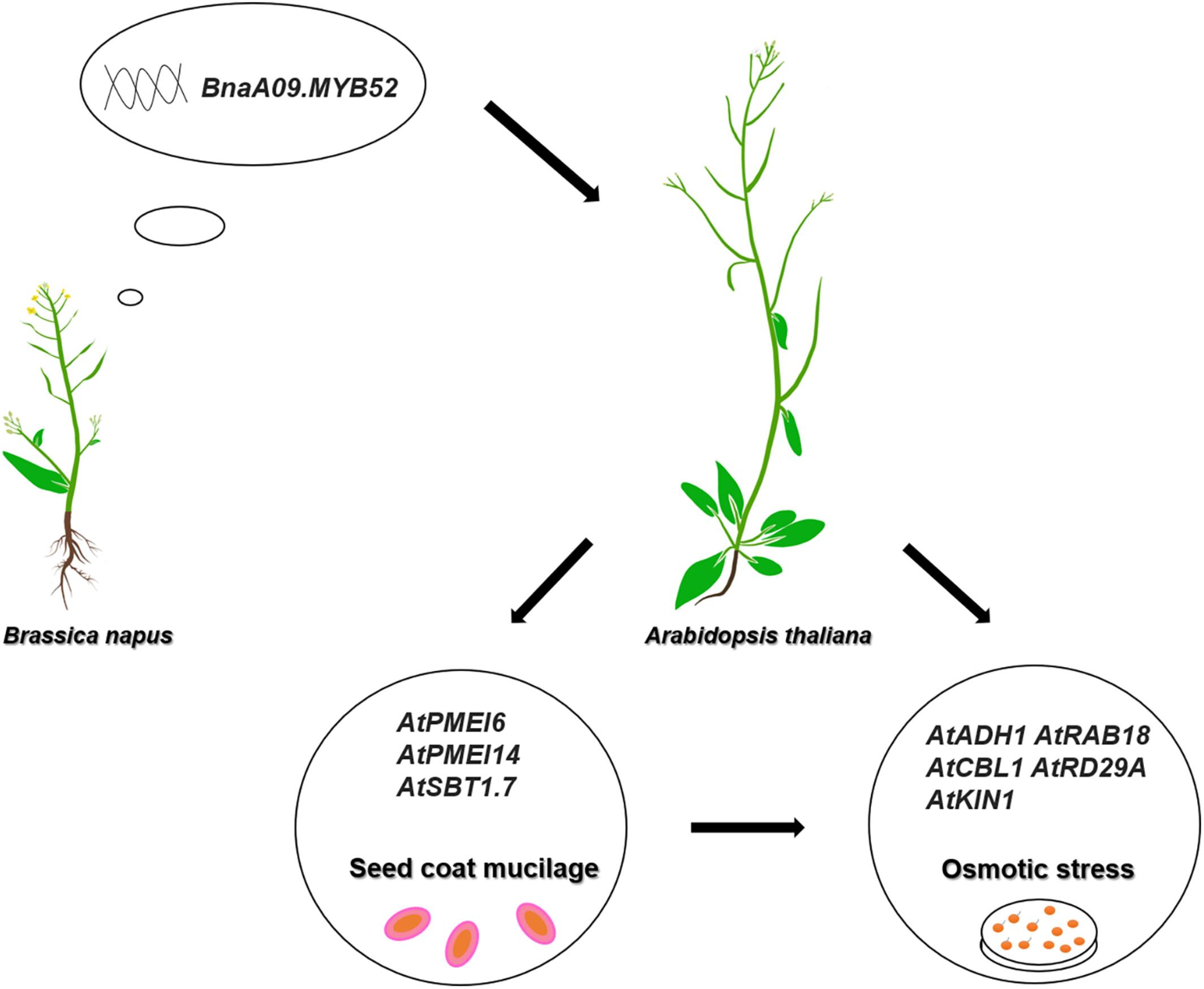 Brassica napus BnaA09.MYB52 enhances seed coat mucilage accumulation and tolerance to osmotic stress during seed germination in Arabidopsis thaliana