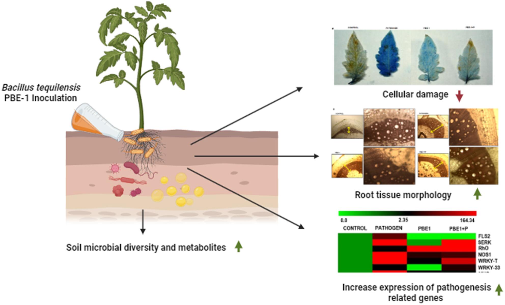 Bacillus tequilensis influences metabolite production in tomato and restores soil microbial diversity during Fusarium oxysporum infection