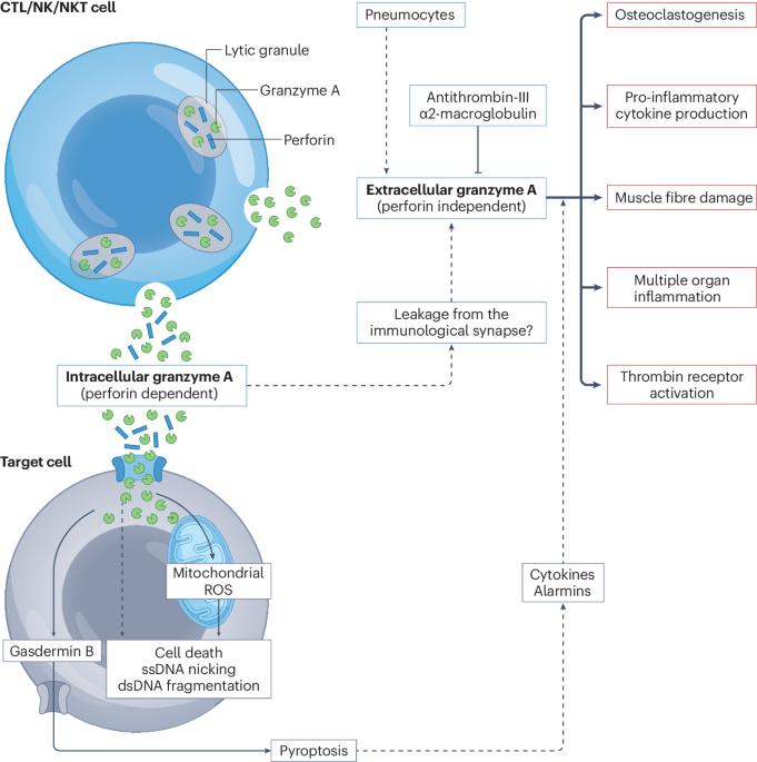 Granzyme serine proteases in inflammation and rheumatic diseases