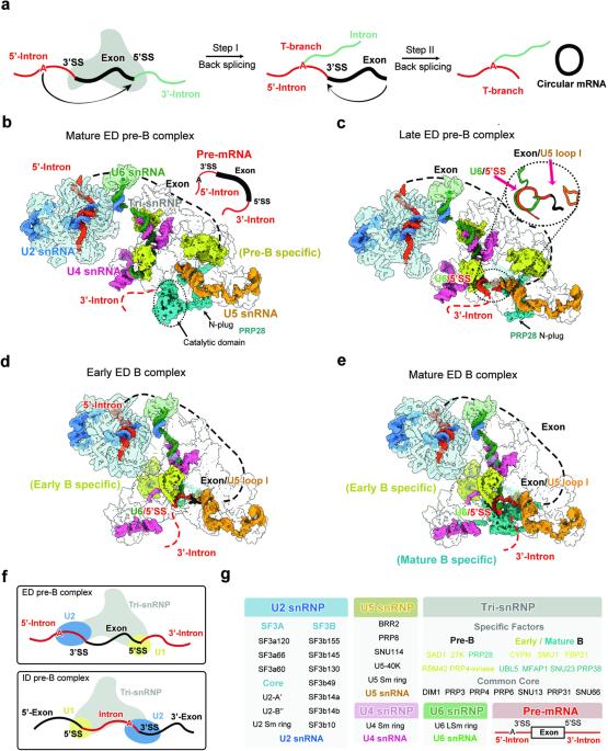 Structural insights into human exon-defined spliceosome prior to activation