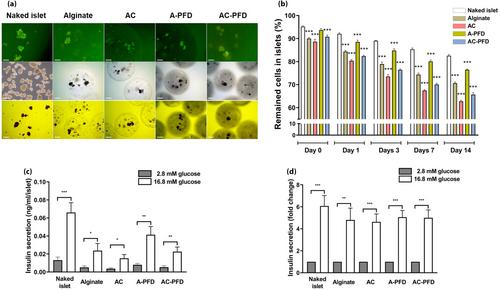 Long-term efficacy of encapsulated xenogeneic islet transplantation: Impact of encapsulation techniques and donor genetic traits