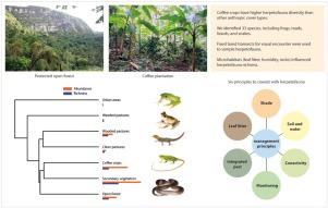 Conserving biodiversity in coffee agroecosystems: Insights from a herpetofauna study in the Colombian Andes with sustainable management proposal