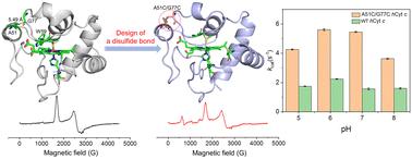 Design and engineering of an artificial disulfide bond in human cytochrome c to regulate the protein structure and function†