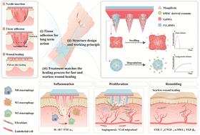 A differential-targeting core–shell microneedle patch with coordinated and prolonged release of mangiferin and MSC-derived exosomes for scarless skin regeneration†