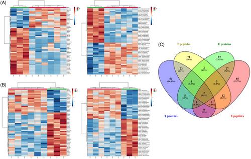 The tumour-derived extracellular vesicle proteome varies by endometrial cancer histology and is confounded by an obesogenic environment