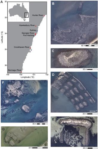 Recruitment of a threatened foundation oyster species varies with large and small spatial scales