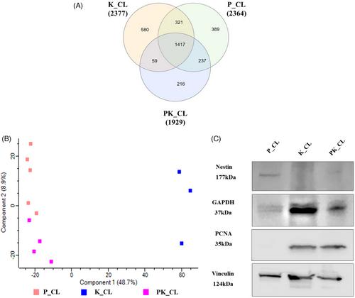 Proteomic profiling of small extracellular vesicles derived from mouse pancreatic cancer and stellate cells: Role in pancreatic cancer