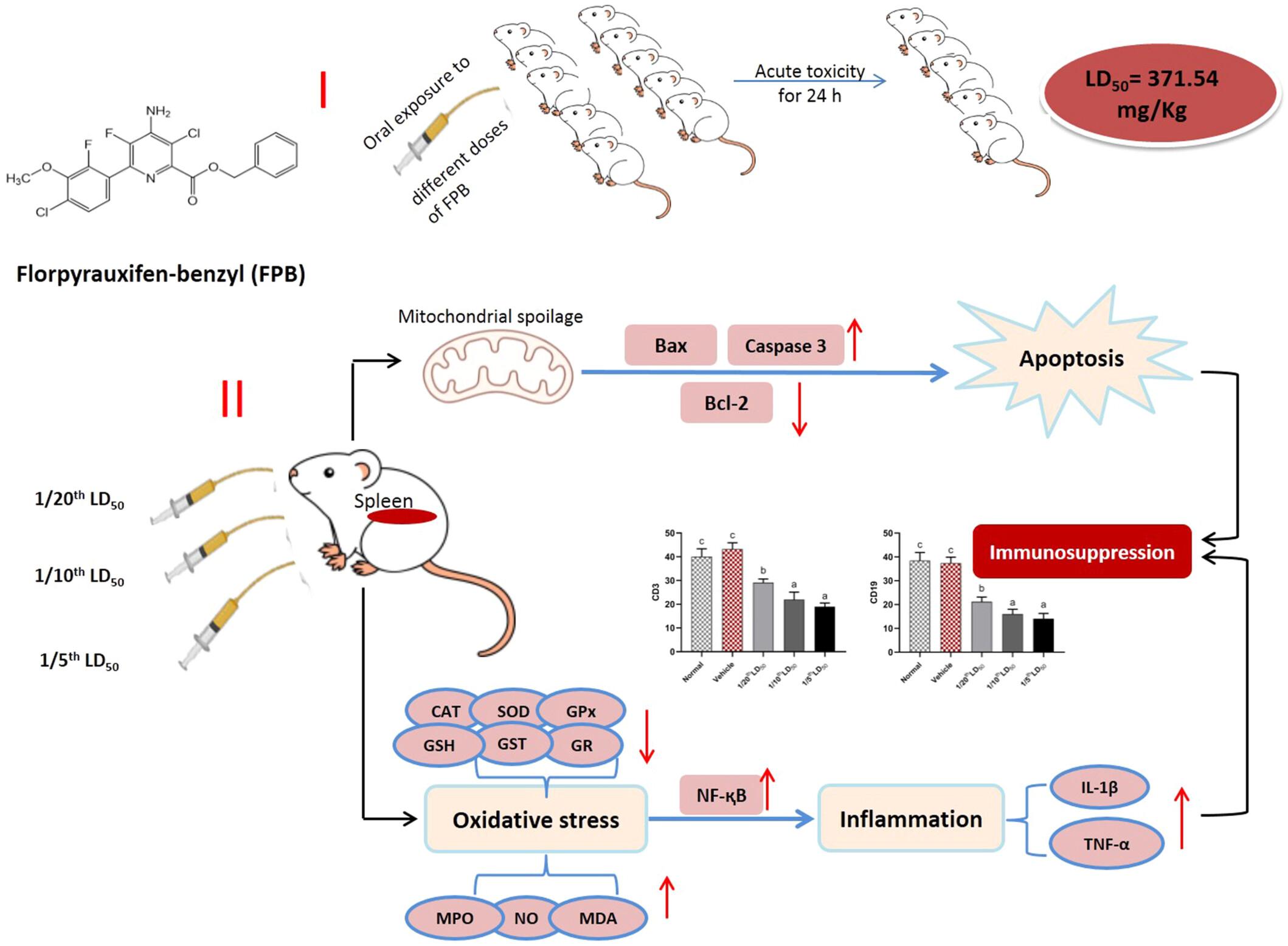 Short-term immunotoxicity induced by florpyrauxifen-benzyl herbicide exposure in the spleen of male albino mice