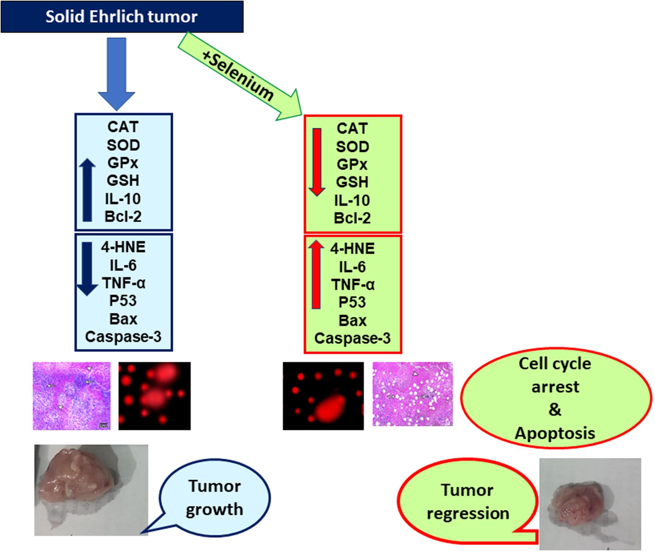 Selenium suppressed growth of Ehrlich solid tumor and improved health of tumor-bearing mice