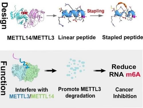 A Stapled Peptide Inhibitor Targeting the Binding Interface of N6-Adenosine-Methyltransferase Subunits METTL3 and METTL14 for Cancer Therapy