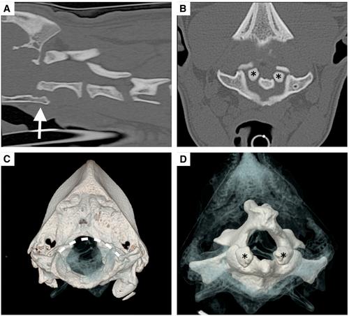 Imaging features of occipito-atlanto-axial joint malformation in a young dog