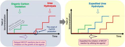 Overcoming the inhibitory effects of urea to improve the kinetics of microbial-induced calcium carbonate precipitation (MICCP) by Lysinibacillus sphaericus strain MB284