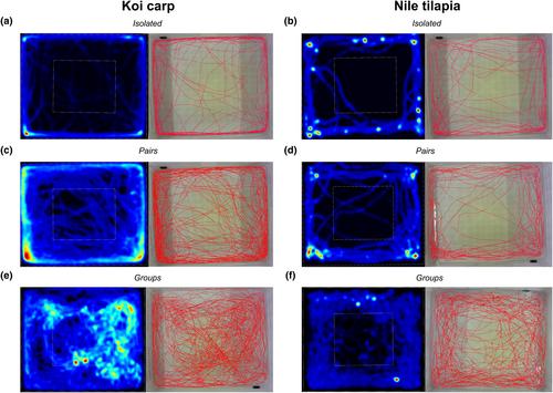 Social buffering of behavioural stress response in two fish species, Nile tilapia (Oreochromis niloticus) and koi carp (Cyprinus carpio)